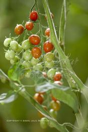 Image du Maroc Professionnelle de  Avec l'introduction des cultures sous abris serres, la région de Dakhla est devenue en très peu de temps célèbre pour ces productions de fruits et légumes destinés à l’export.  Sous d’immenses serres, la production des tomates en grappes bénéficie d’un climat phénoménalement ensoleillé, tempéré et régulier, Mardi 21 Novembre 2006. (Photo / Abdeljalil Bounhar)